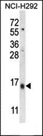 LY6G6C antibody