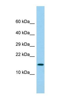 LY6G6D antibody