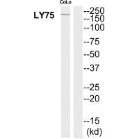 LY75 antibody