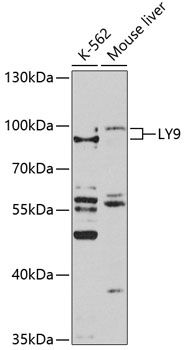 LY9 antibody