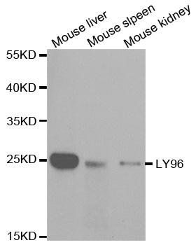 LY96 antibody