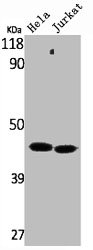 LYAR antibody