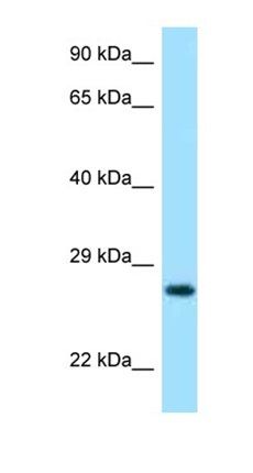 LYG2 antibody