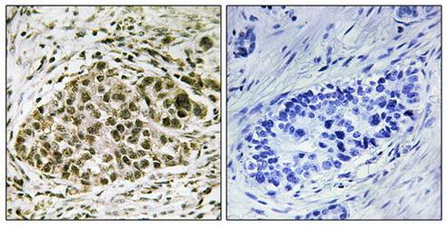 Lyl-1 Antibody