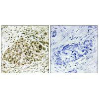 LYL1 Antibody