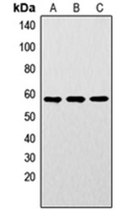 LYN (phospho-Y192) antibody