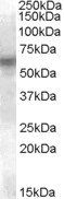 Goat anti-LYN Antibody