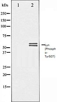 Lyn (Phospho-Tyr507) antibody