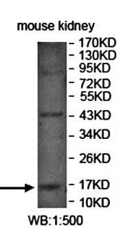 LYPD1 antibody