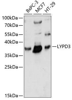 LYPD3 antibody
