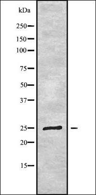 LYPLA2 antibody