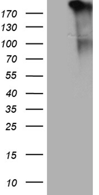 LYRIC (MTDH) antibody