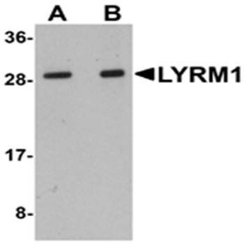 LYRM1 Antibody