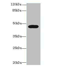 Lysosomal acid lipase/cholesteryl ester hydrolase antibody