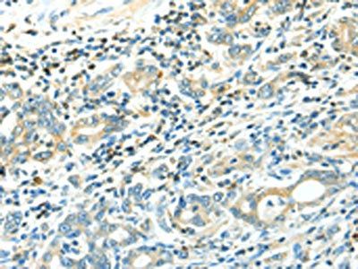 LYVE1 Antibody
