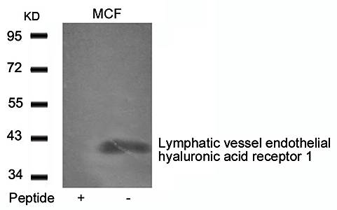 Lymphatic vessel endothelial hyaluronic acid receptor 1 Antibody