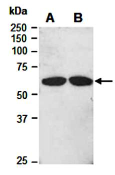 LYVE1 (N) Antibody, Rabbit Polyclonal