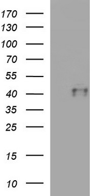 LZIC antibody