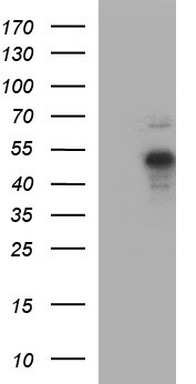 LZIC antibody