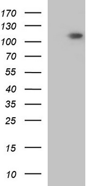 LZIC antibody