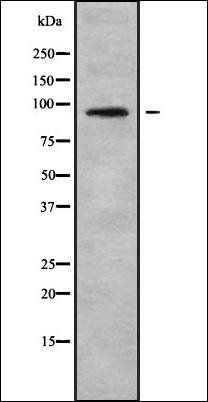 LZTR1 antibody