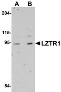 LZTR1 Antibody