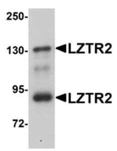 LZTR2 Antibody