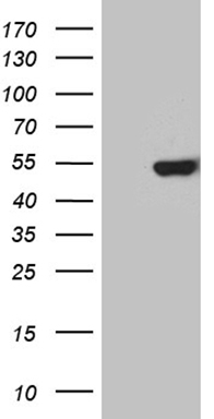 LZTS1 antibody