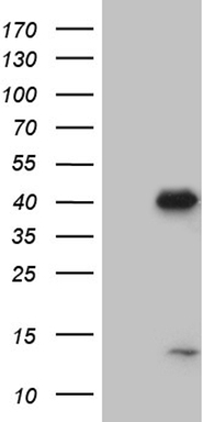 M-CSF (CSF1) antibody