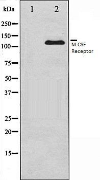 M-CSF Receptor antibody