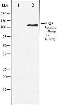 M-CSF Receptor (Phospho-Tyr809) antibody