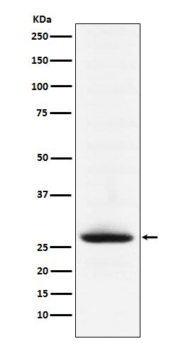 Anti-Myelin oligodendrocyte glycoprotein Monoclonal Antibody
