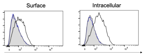 Anti-m04 (MCMV) antibody - clone m04.17