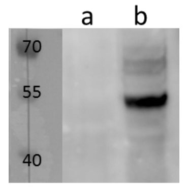 Anti-m06 (MCMV) antibody