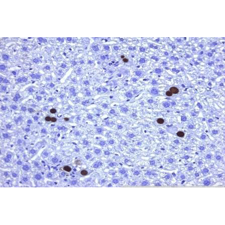 m123/IE1 (MCMV) antibody