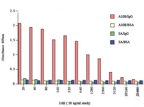 Mouse anti M13 bacteriophage (g3p)