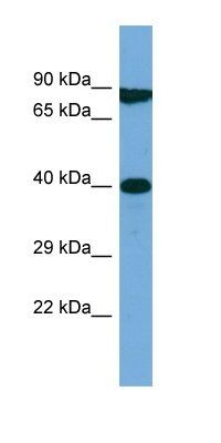 M1AP antibody