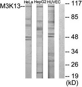 M3K13 antibody