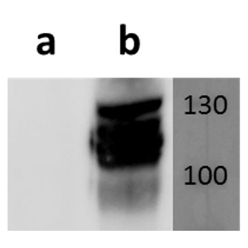 M55/gB (MCMV) antibody