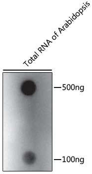 M6A antibody