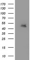 MAB21L3 Antibody