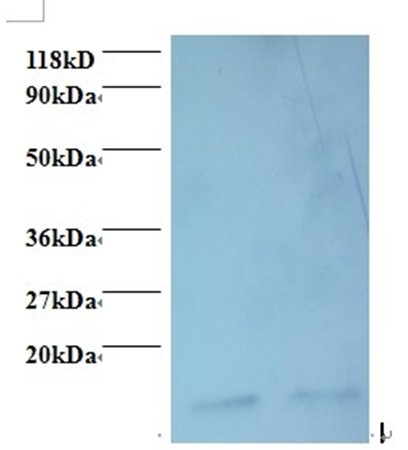 Macrophage migration inhibitory factor antibody (Biotin)