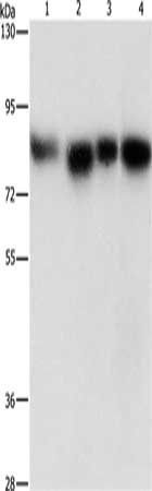 MAD1L1 Antibody