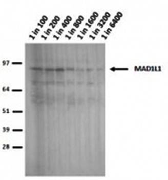Mad1L1 antibody