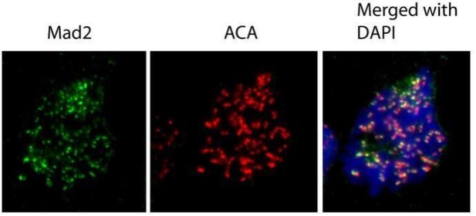 MAD2L1 antibody