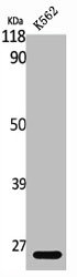 MAD2L1 Antibody