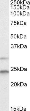 Goat anti-MAD2L1 Antibody