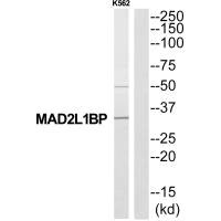 MAD2L1BP antibody