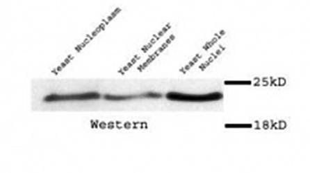 Mad2p antibody