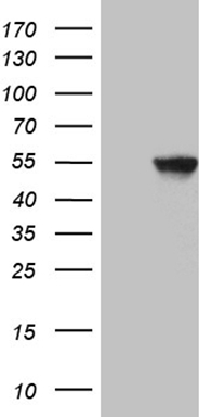MAD4 (MXD4) antibody